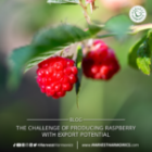 The challenge of producing raspberries with export potential