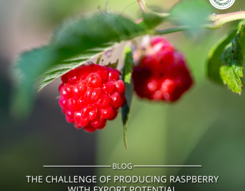 The challenge of producing raspberries with export potential