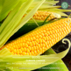 Climate Change Will Increase the Presence of Aflatoxins in Corn