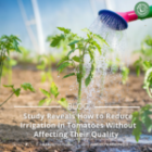 Study Reveals How to Reduce Irrigation in Tomatoes Without Affecting Their Quality