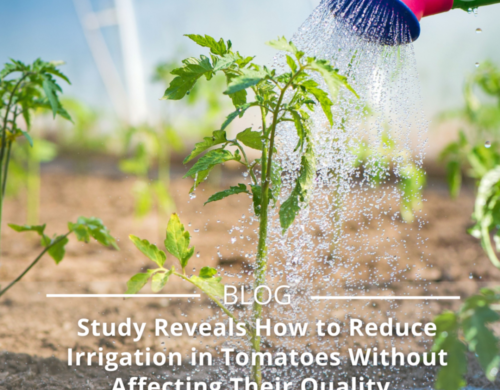 Study Reveals How to Reduce Irrigation in Tomatoes Without Affecting Their Quality