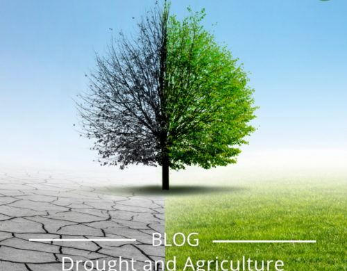 Drought and Agriculture